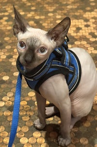 a sphynx cat wearing a harness