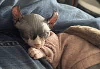 a sphynx cat sleeping in a sweater